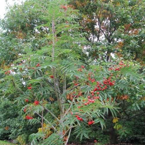 Sorbus commixta Olympic Flame - Future Forests