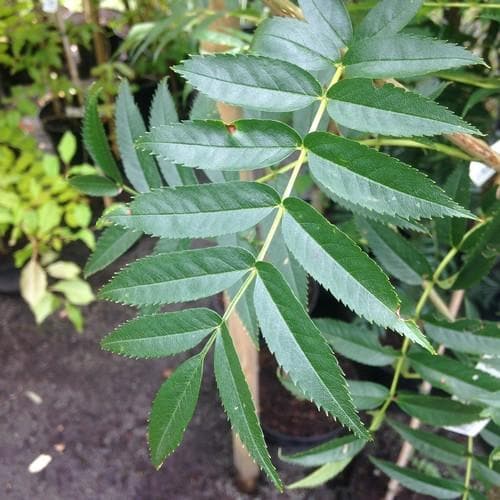 Sorbus commixta Olympic Flame - Future Forests