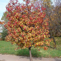 Sorbus x intermedia - Swedish Whitebeam - Future Forests