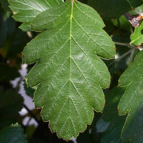 Sorbus x intermedia - Swedish Whitebeam - Future Forests