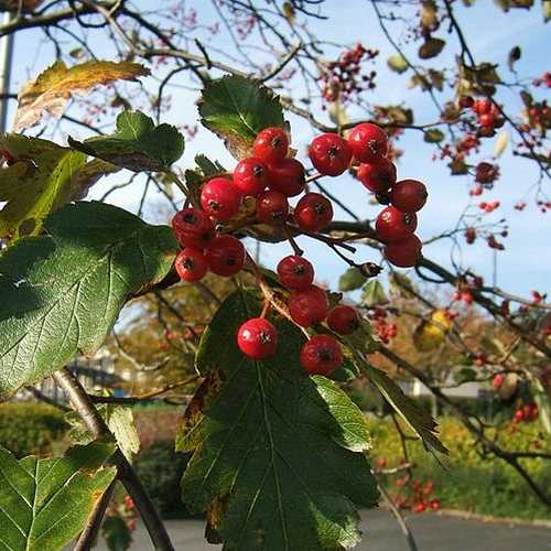 Sorbus x intermedia - Swedish Whitebeam - Future Forests