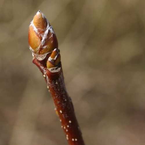 Sorbus x intermedia - Swedish Whitebeam - Future Forests