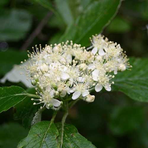 Sorbus x intermedia - Swedish Whitebeam - Future Forests