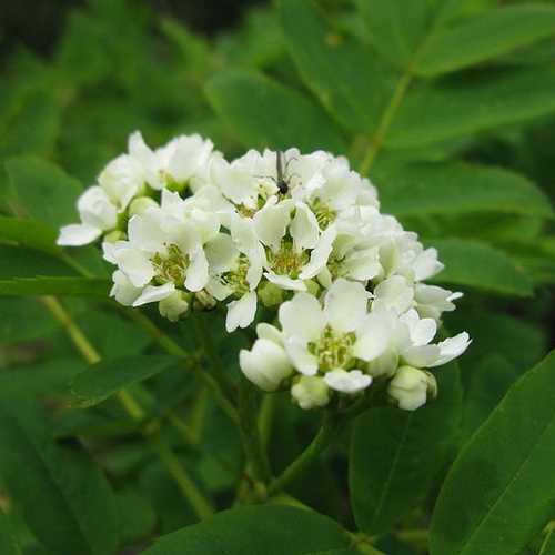 Sorbus matsumurana - Future Forests