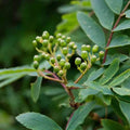 Sorbus matsumurana - Future Forests