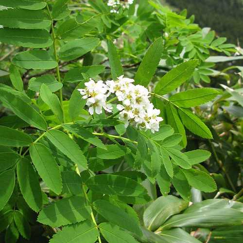 Sorbus matsumurana - Future Forests