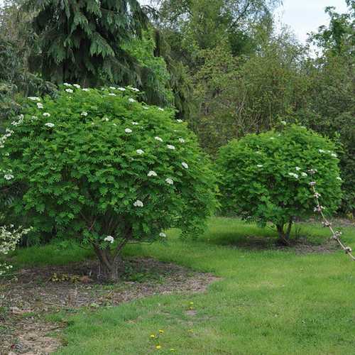 Sorbus matsumurana - Future Forests