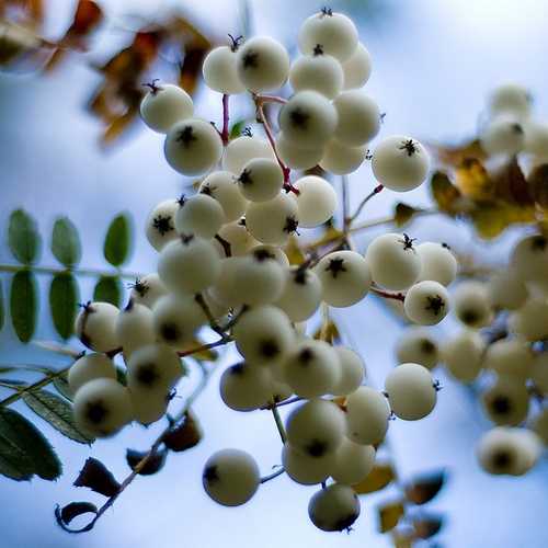 Sorbus prattii - Future Forests