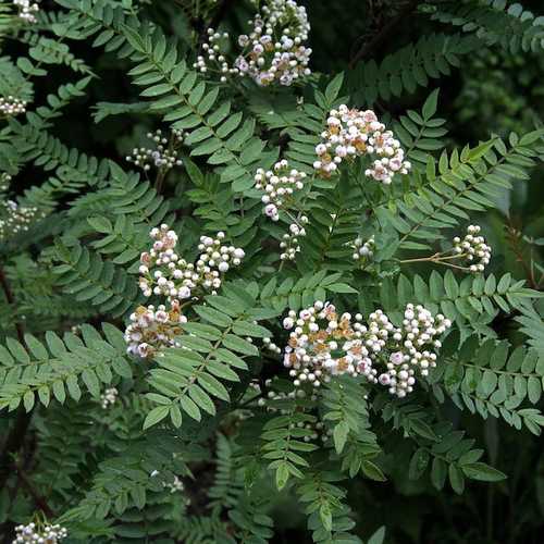 Sorbus prattii - Future Forests