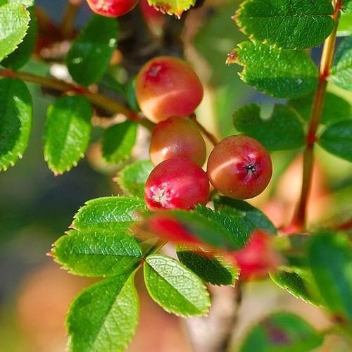 Sorbus reducta - Future Forests