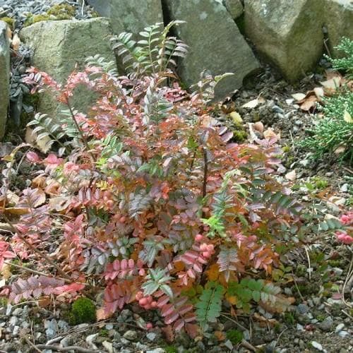 Sorbus reducta - Future Forests