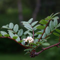 Sorbus reducta - Future Forests