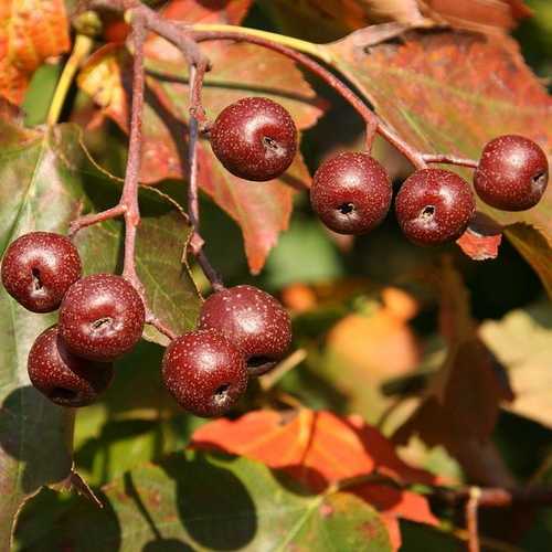 Sorbus torminalis - Wild Service Tree - Future Forests