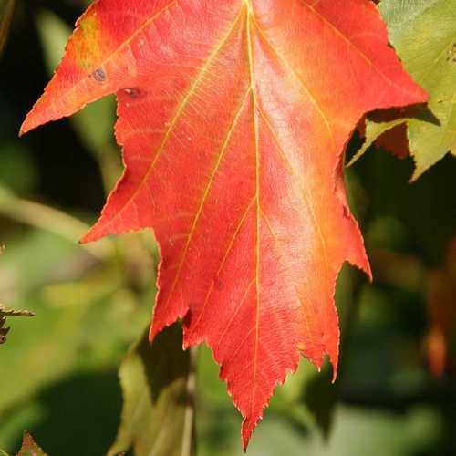 Sorbus torminalis - Wild Service Tree - Future Forests