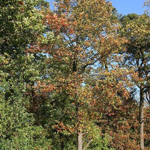 Sorbus torminalis - Wild Service Tree - Future Forests