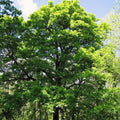 Sorbus torminalis - Wild Service Tree - Future Forests