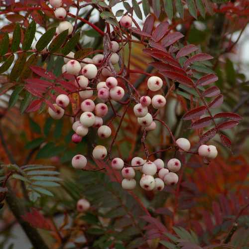 Sorbus vilmorinii - Future Forests