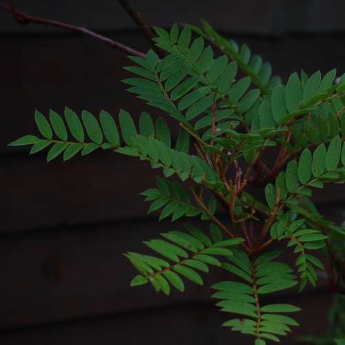 Sorbus vilmorinii - Future Forests