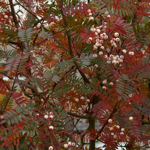 Sorbus vilmorinii - Future Forests