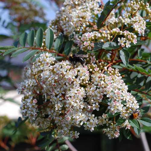 Sorbus vilmorinii - Future Forests