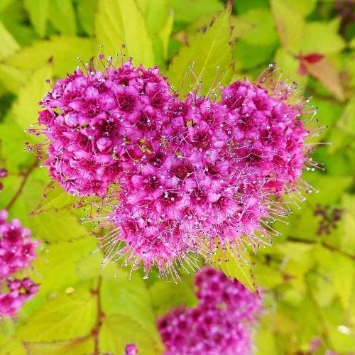 Spiraea japonica Golden Princess