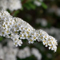 Spiraea arguta Bareroot | 1-2ft