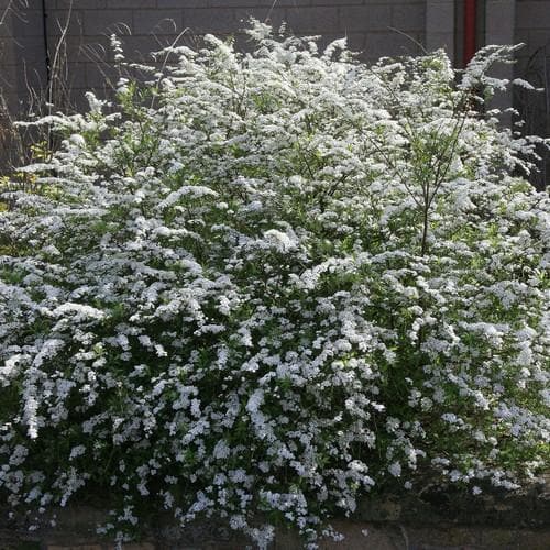 Spiraea arguta - Future Forests