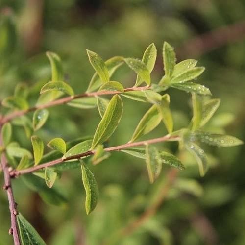 Spiraea arguta - Future Forests