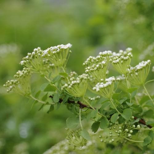 Spiraea betulifolia Tor - Future Forests