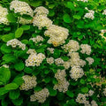 Spiraea betulifolia Tor - Future Forests