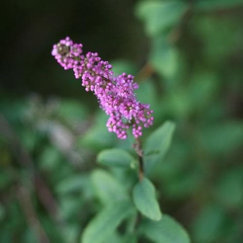 Spiraea douglassii - Future Forests