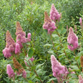 Spiraea douglassii - Future Forests