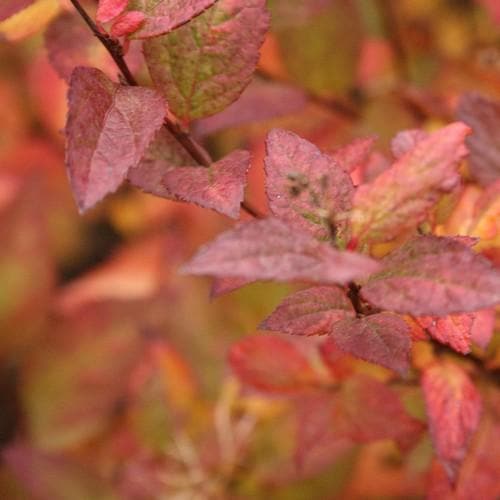 Spiraea japonica Firelight - Future Forests