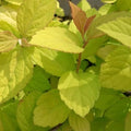Spiraea japonica Gold Mound - Future Forests