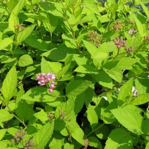 Spiraea japonica Gold Mound - Future Forests