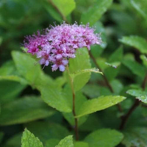 Spiraea japonica Gold Mound - Future Forests