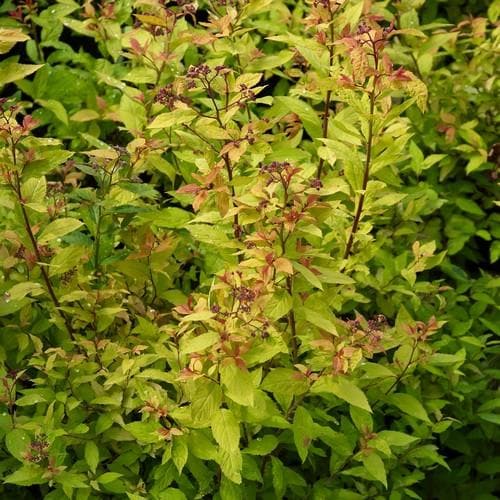 Spiraea japonica Goldflame - Future Forests