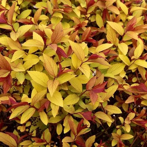 Spiraea japonica Goldflame - Future Forests