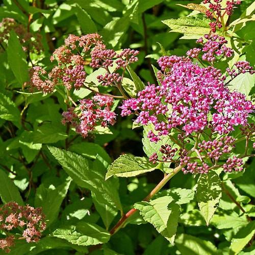 Spiraea japonica Goldflame - Future Forests