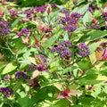 Spiraea japonica Magic Carpet - Future Forests