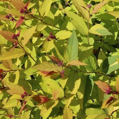 Spiraea japonica Magic Carpet - Future Forests