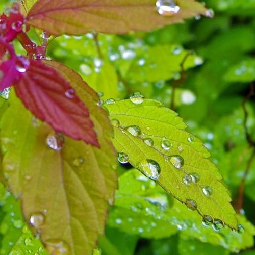 Spiraea japonica Magic Carpet - Future Forests
