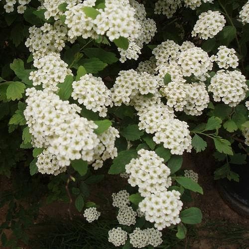 Spiraea nipponica June Bride - Future Forests