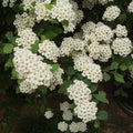 Spiraea nipponica June Bride Bareroot | 1-2ft