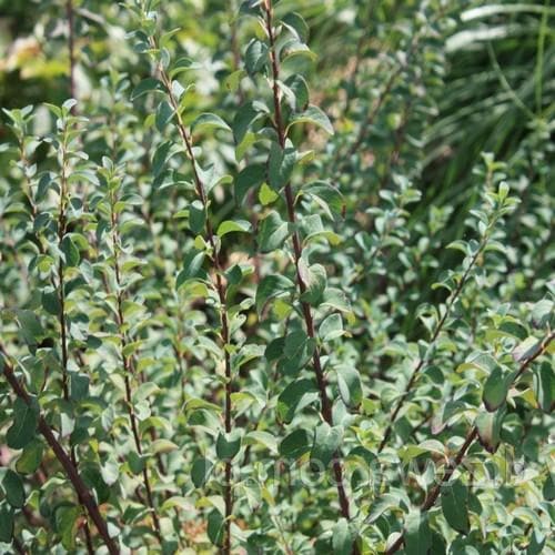 Spiraea nipponica June Bride - Future Forests