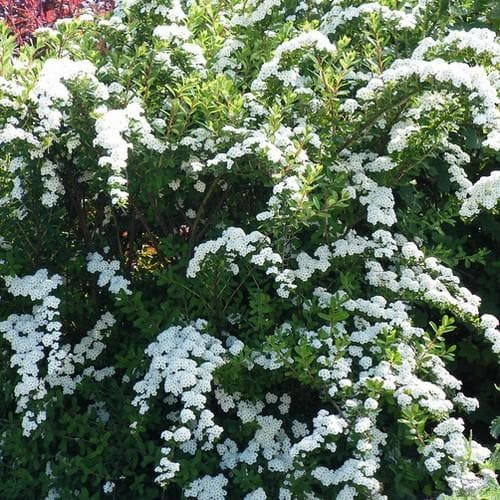 Spiraea nipponica Snowmound - Future Forests