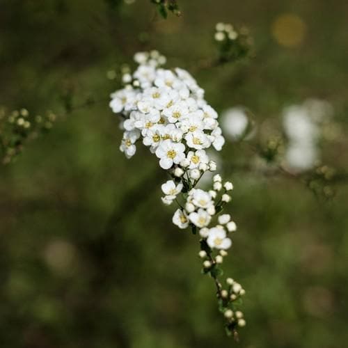 Spiraea nipponica Snowmound - Future Forests