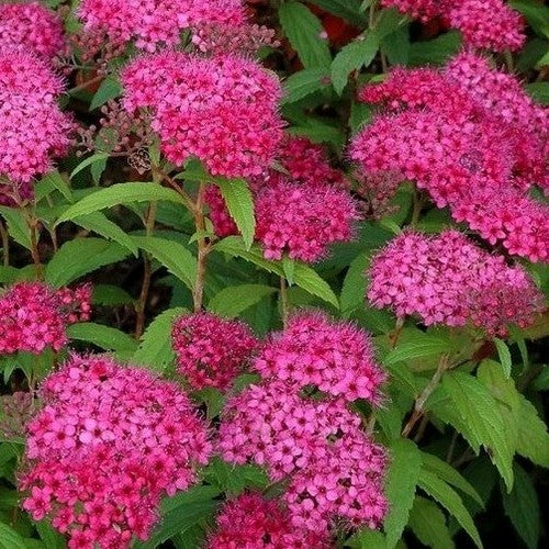 Spiraea japonica Dart's Red