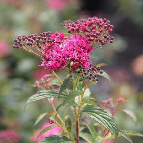 Spiraea japonica Dart's Red