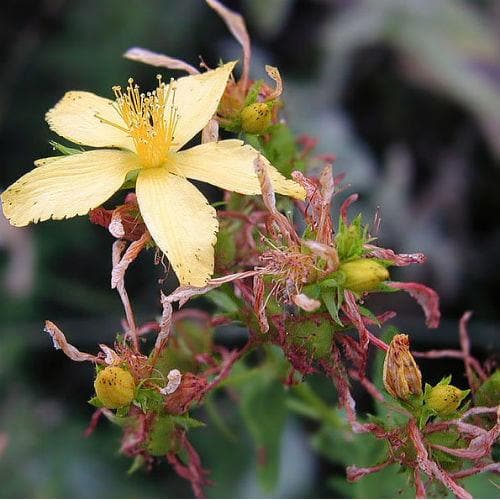 St. John's Wort - Future Forests